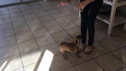 Dog does happy dance when mom arrives home