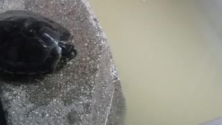 Turtle in water