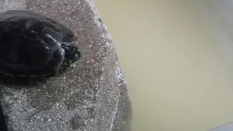 Turtle in water