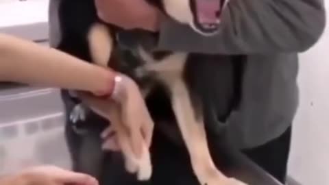 Best screaming dog vs sleeping dog animal