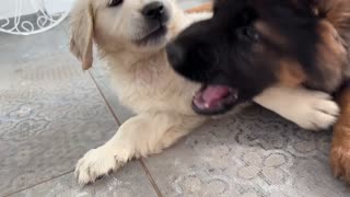 Funny German Shepherd Puppy and Cute Golden Retriever Puppy Playing