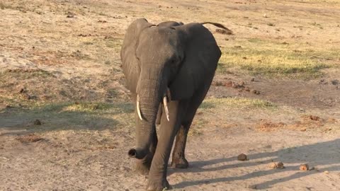 Live elephant birth