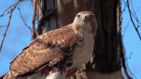 red tailed hawk screaming sound making a lots of noise scary