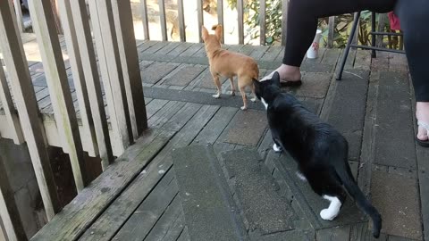Thor Meets A Chihuahua