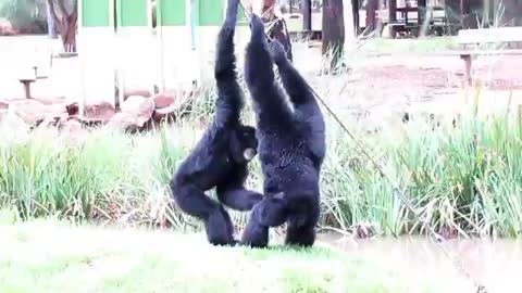 Siamang apes go wild...._Cut