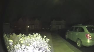 Cat Jumps into Bushes Twice