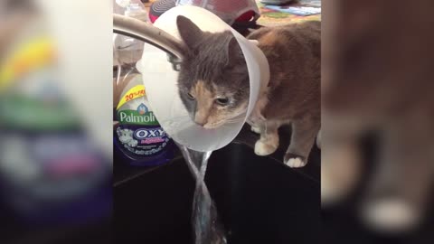Cat Turns Cone Of Shame Into A Water Fountain