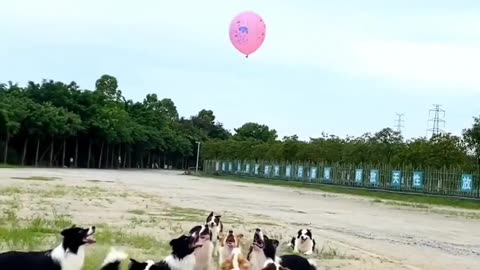 Dogs plying with ballon🤔🤔
