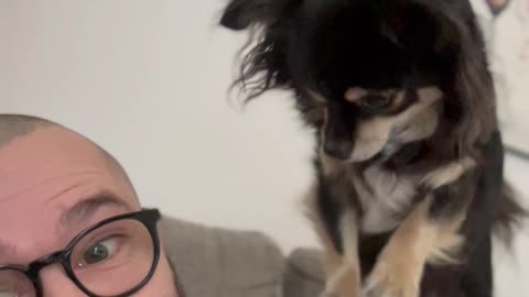 Little Dog Gives Guy a Massage