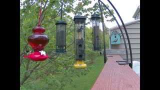 Bird Feeder