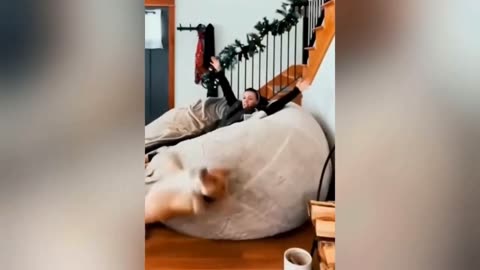 Funny and Cute Cat | Perfectly timed 🦇