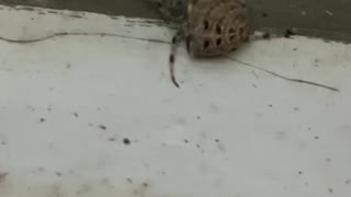 Very big spider