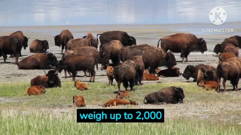1/10 Amarican Bison | Amazing facts | North America Animals And pet's