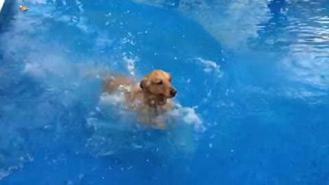 Dog Fails And Falls Into Pool Funny Pet Videos
