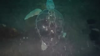 Sea Turtle