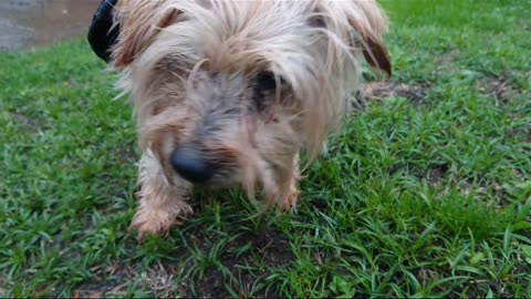 Mitch the Norfolk Terrier explores autumn blind deaf dog