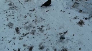 Lone dove in the yard.