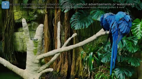 Breathtaking Colorful Birds of the Rainforest - Wildlife Nature