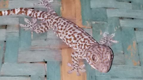 lizard on the wall