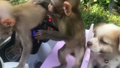 Baby Monkey BiBi playing with puppy