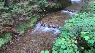 Salmon Run in Kokanee Provincial Park