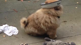 Cachorro logra dejar un bowl trabado en su cabeza