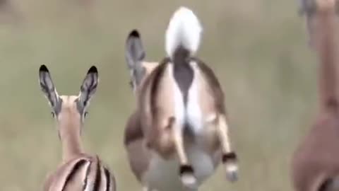 Enjoye Deer jumping #viral #Video