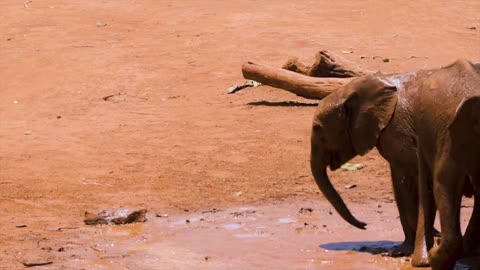 Elephants playing together in mud!!