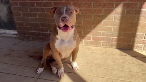 Look at this beautiful angel XL American Bully puppy. All he wants is to make you happy