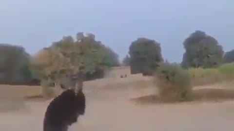 It's the time to watch a war between Dog and bear