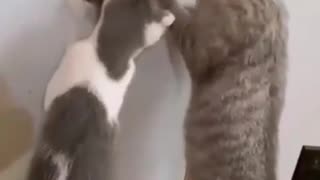 Funny Cats