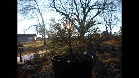 Merry Christmas Giant Sequoia 2023