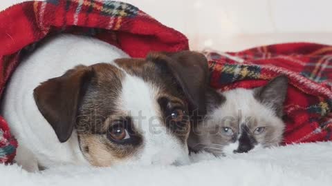 Merry christmas puppie dog fun cat and dog light pretty