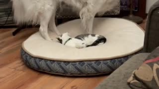 Funny Pet Video