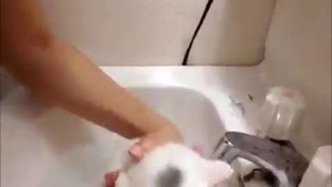 Kitten first bath! so cute!