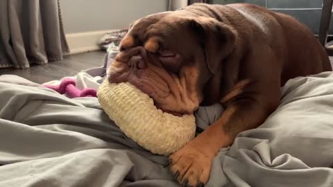 Sleeping bulldog loves her new toy