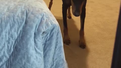 My Doberman Being a Drama Queen