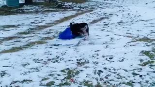 This Australian Shepherd loves to go sledding over and over again