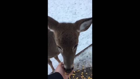 Early Morning Feeding