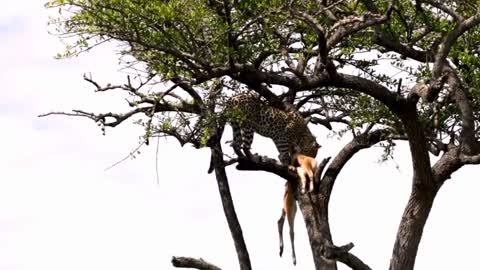 Incredible footage of a leopard secretly taking its lunch away from other predators