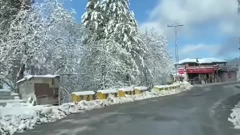 Incredible murre after snow fall