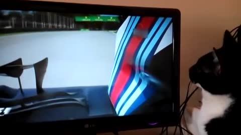 Cat watches Formula 1 race on TV