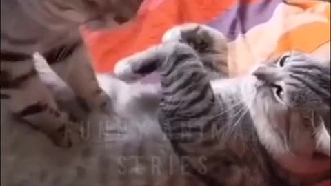 #shorts#cute cat funny time video#funny animal series#cute cat status videos#share with friends