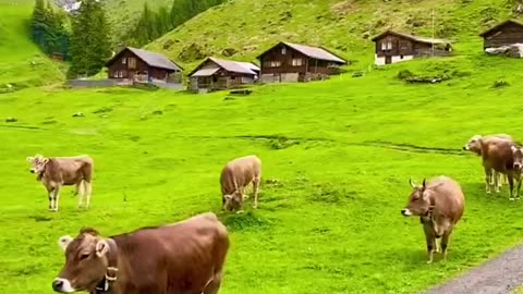 Switzerland 🇨🇭 | Beautiful??
