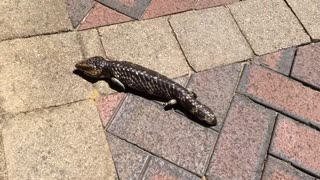 Shingleback Lizard