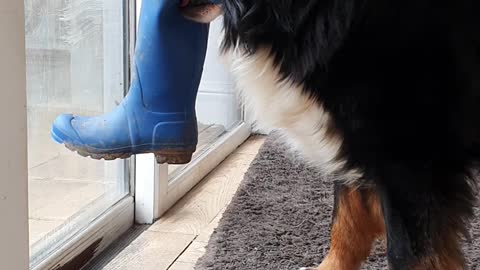 Bernese Mountain Dog wants to go for a walk