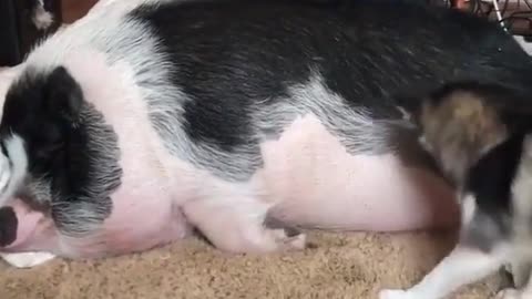 Dogs to help pigs massage, which can be charged ah. Pig you are so happy.