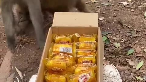 To feed biscuits to hungry monkeys in the forest