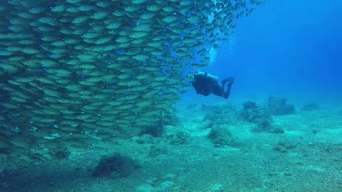 Getting As Close As Possible To A School of Fish, Amazing!