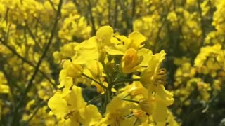 mustard field